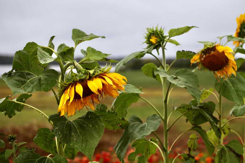 how to grow mammoth sunflowers in the garden