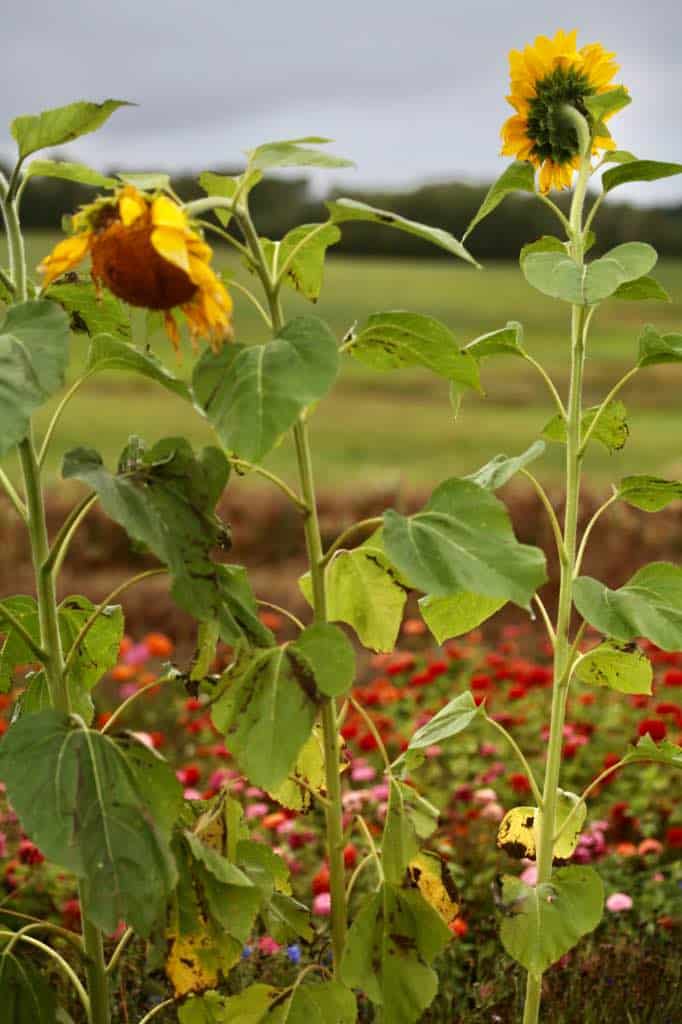 mammoth sunflowers in the garden