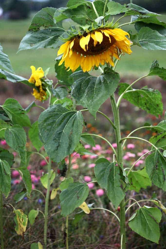 mammoth sunflowers growing in the flower garden, showing how to grow them in the garden