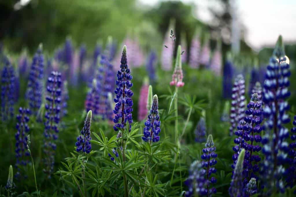 purple and pink lupines growing en masse