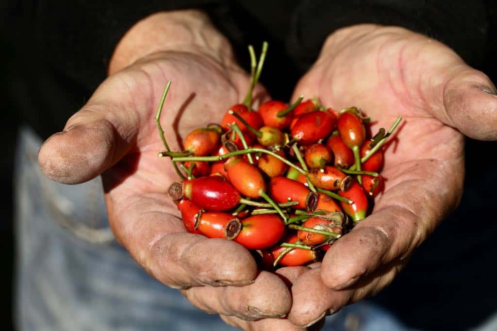 two hands holding  ripe red rose hips collected in fall, which can be collected for seed to grow roses