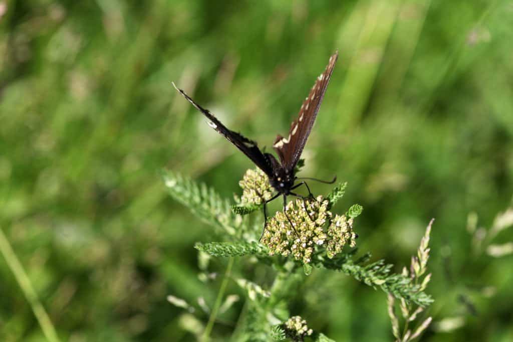 a butterfly on a yarrow flower