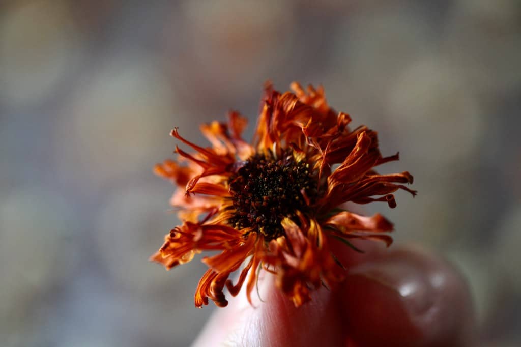 a hand holding a dried calendula flower