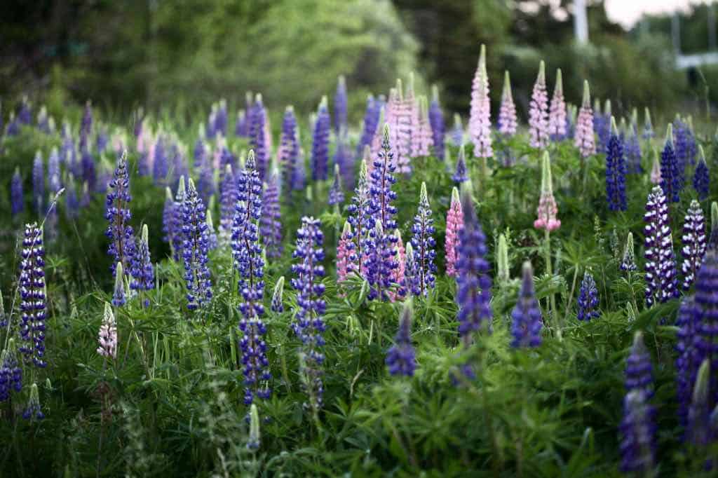 perennial lupines in Nova Scotia