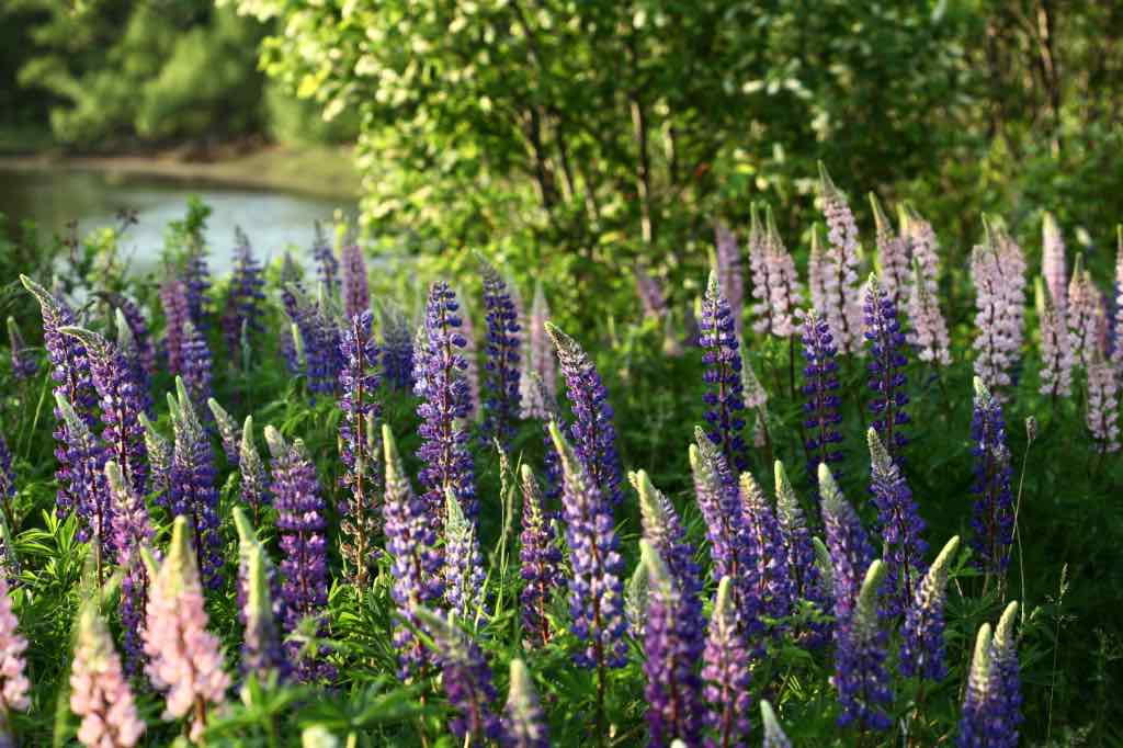 a grouping of lupine flowers