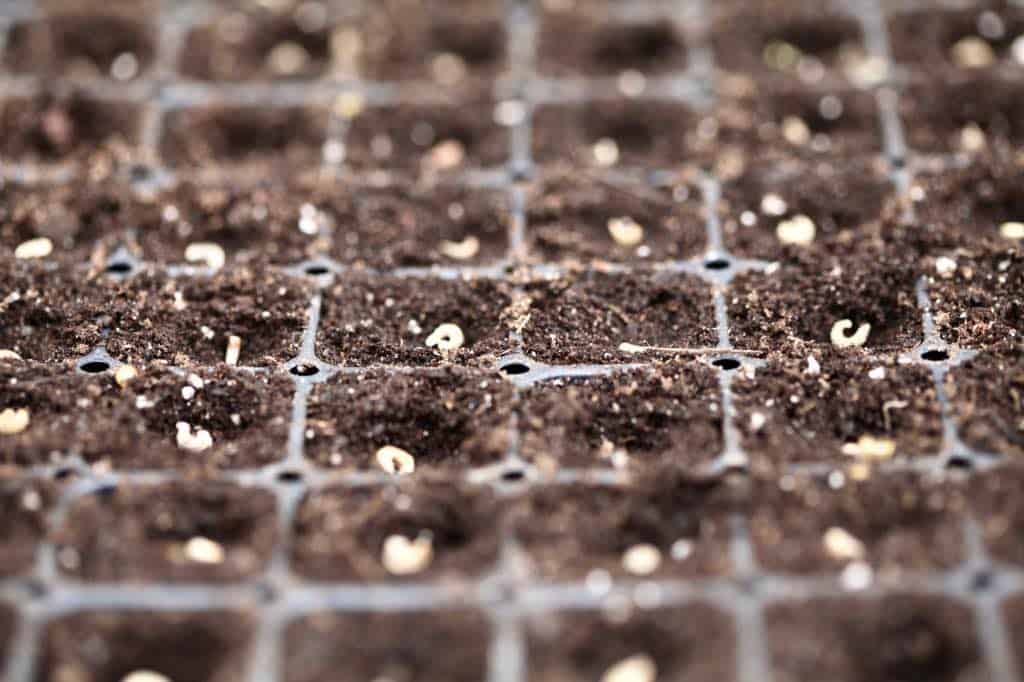 planting calendula in cell trays