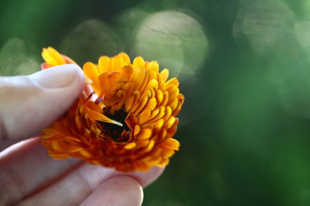 a hand holding a calendula flower and  removing calendula petals