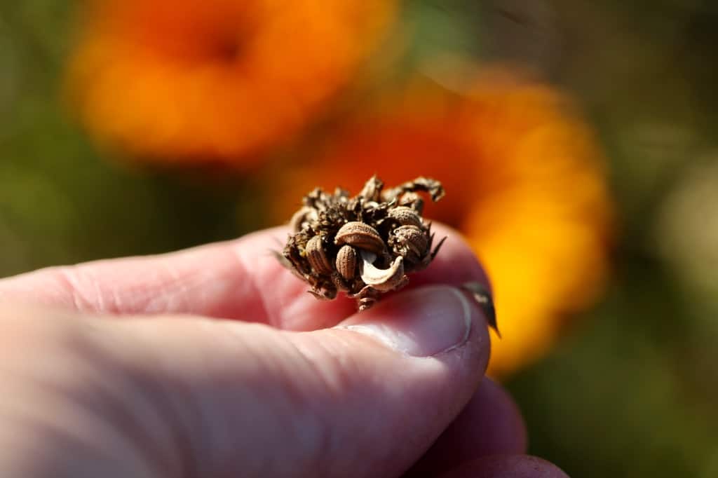 a hand harvesting calendula seeds