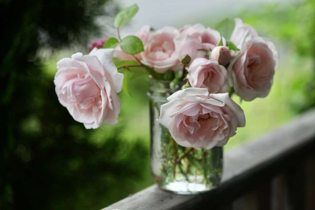 roses cut for the vase will not produce seed to grow, however may be used to start cuttings