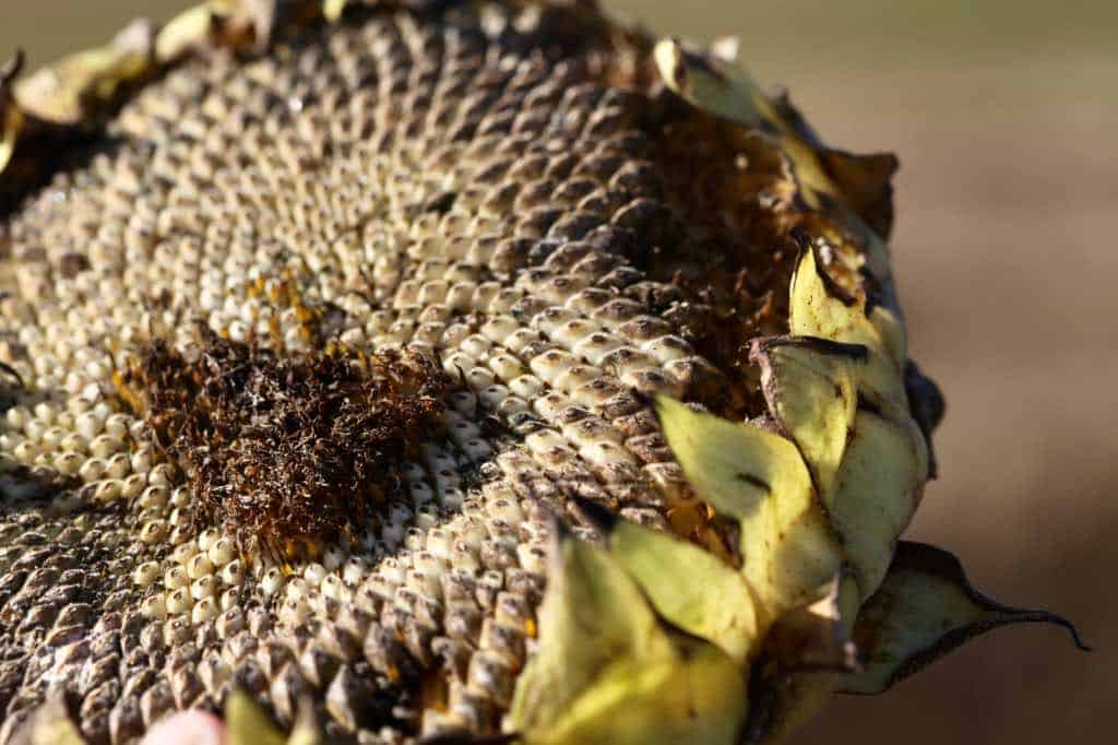 a sunflower head with some of the seeds missing 