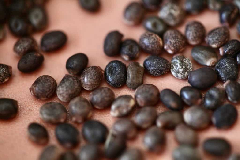 speckled lupine seeds