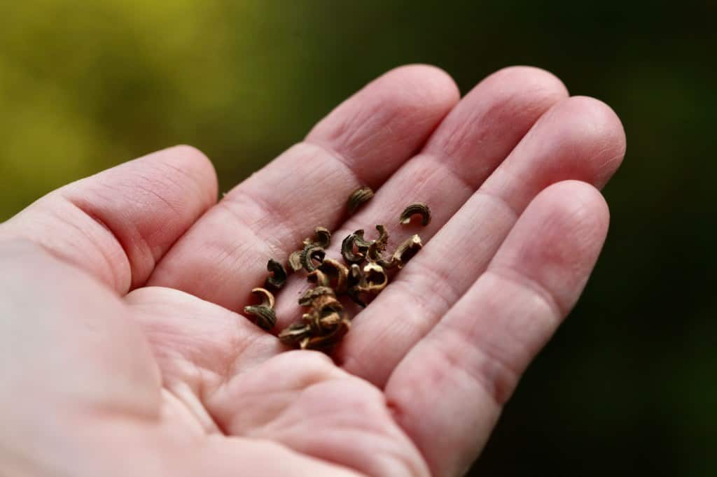 a hand holding dry harvested seeds, showing how to harvest calendula seeds