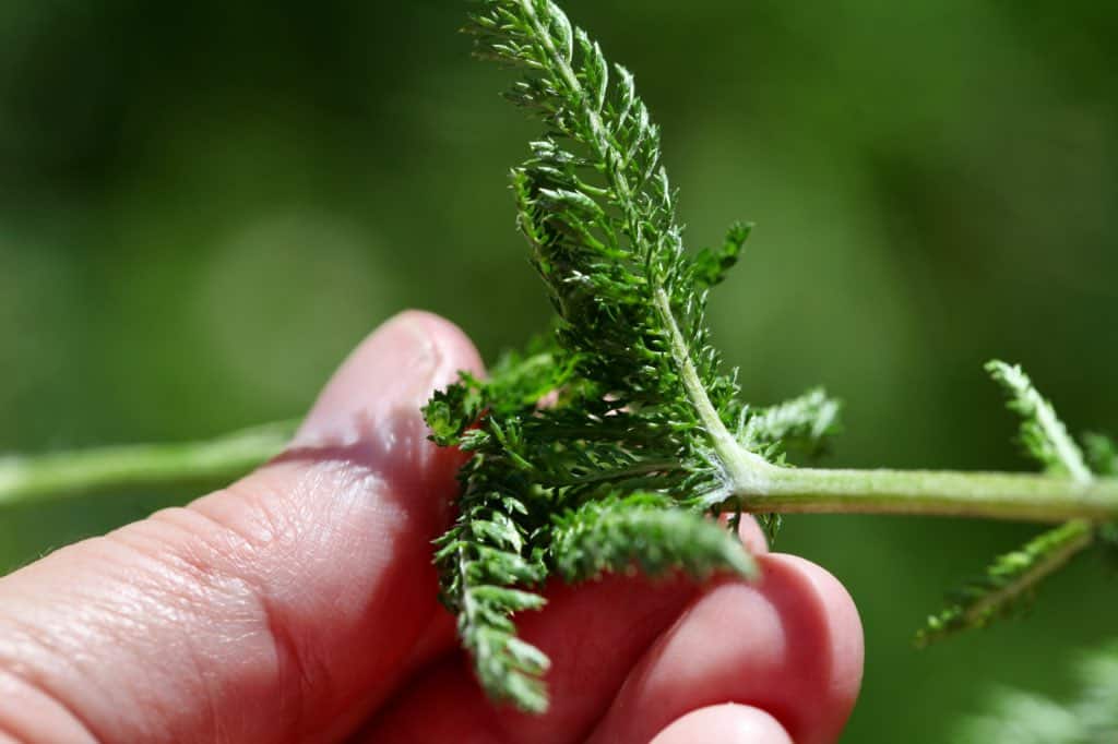 a hand stripping yarrow leaves from the stem, showing how to dry yarrow for tea