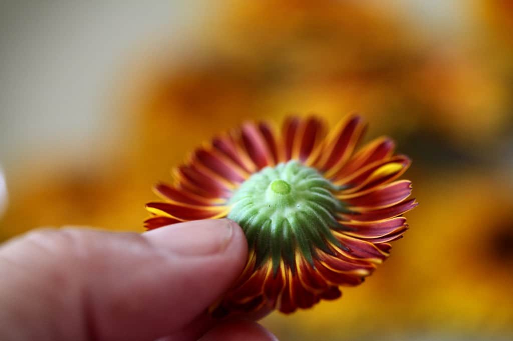 a hand holding a calendula flower showing the back of a calendula bloom