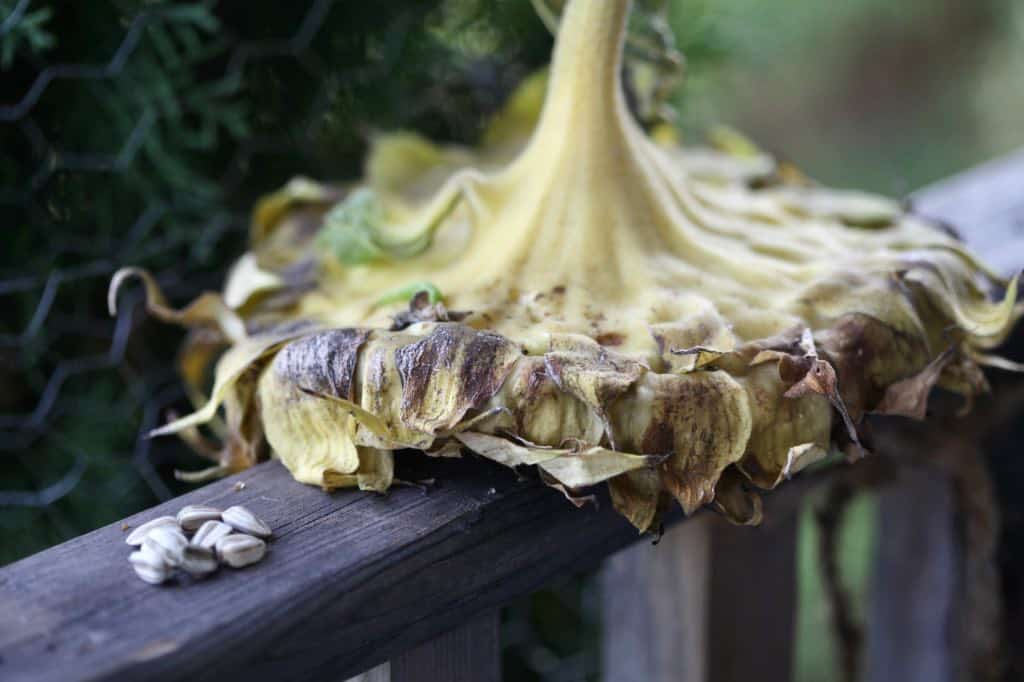 the back of a recently harvested mammoth grey striped sunflower head on a wooden railing