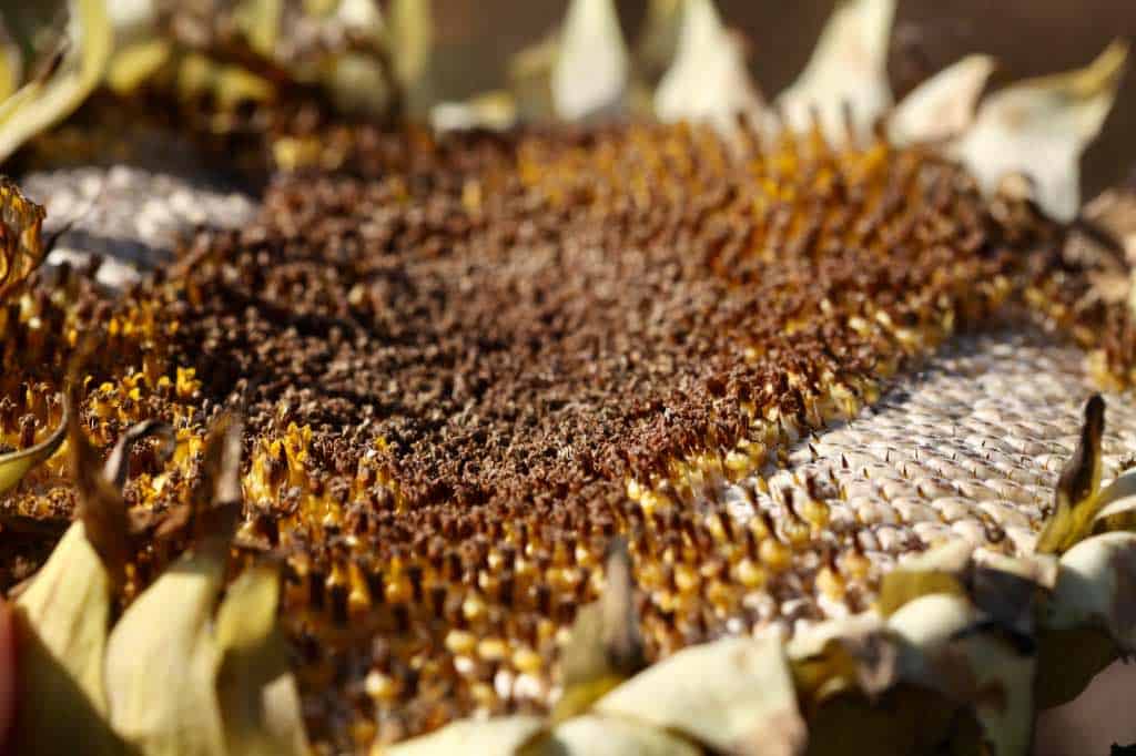 sunflower with the center florets  coming off on their own