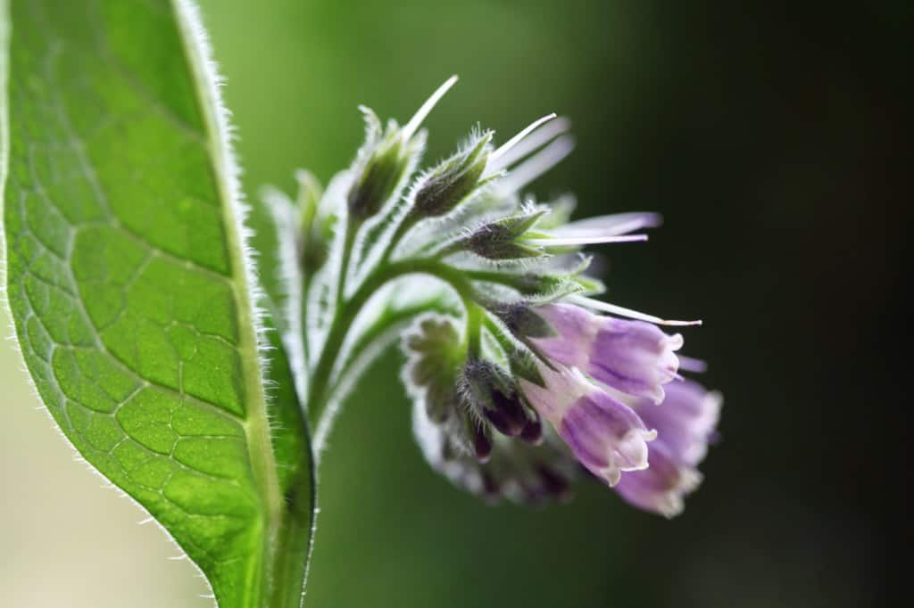 purple comfrey flowers and green leaves