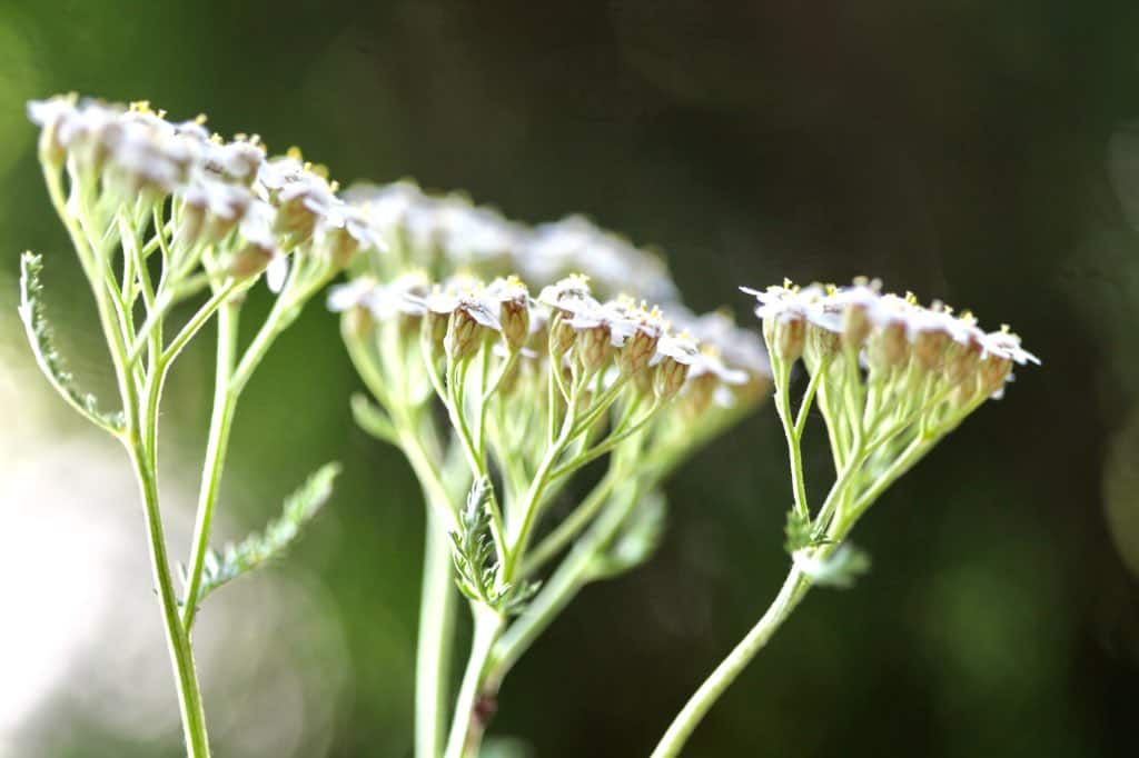 the flower heads of yarrow are disc shaped