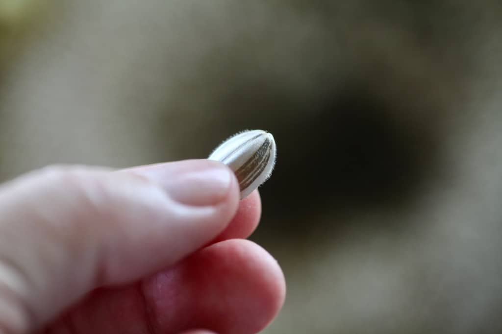 a hand holding a mammoth sunflower seed covered with tiny hairs