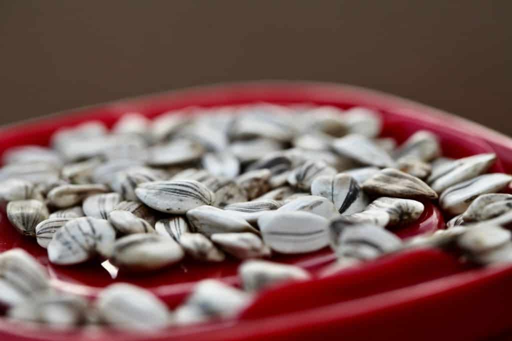 mammoth sunflower seeds on a red plastic lid 