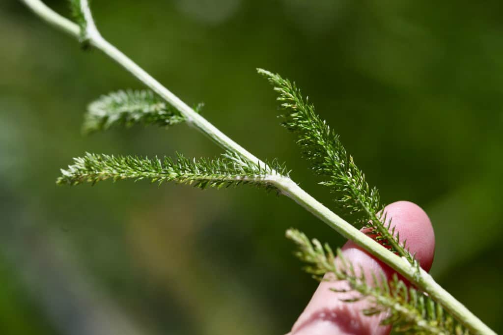 the yarrow leaves are positioned spirally along the stem