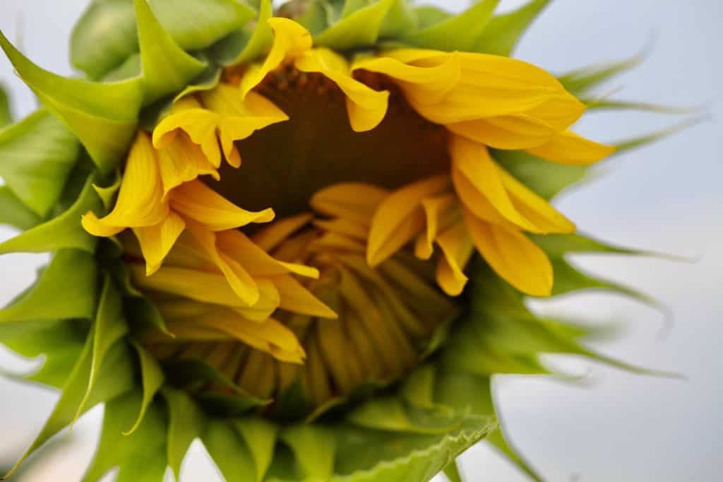 there are a number of different varieties of mammoth sunflowers