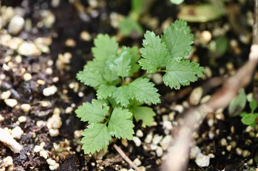 a small goat's beard seedling winter sown in a milk jug