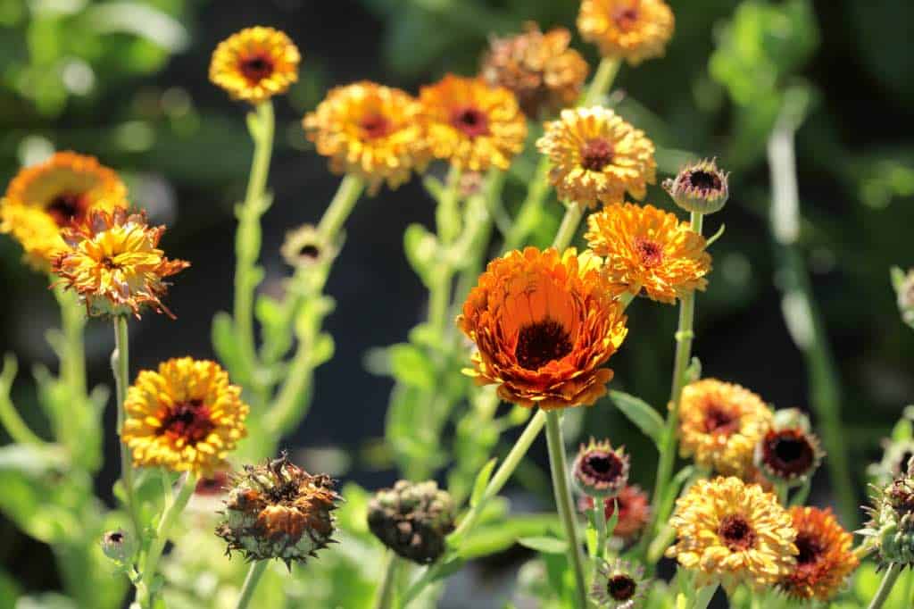 various stages of calendula flowers  on plants growing in the garden