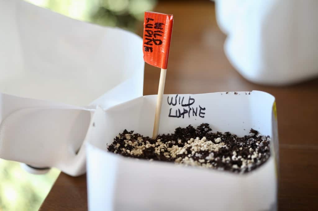 winter sowing wild lupine seeds, showing how to grow lupines