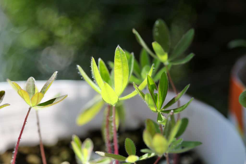 winter sown wild lupine seedlings in spring, showing how to grow lupines