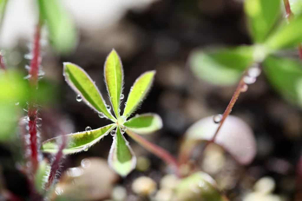 winter sown wild lupine seedlings, showing how to grow lupines