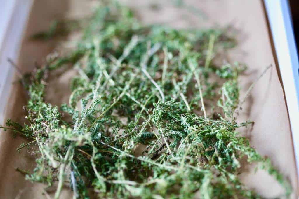 yarrow dried horizontal in a tray, showing how to dry yarrow for tea