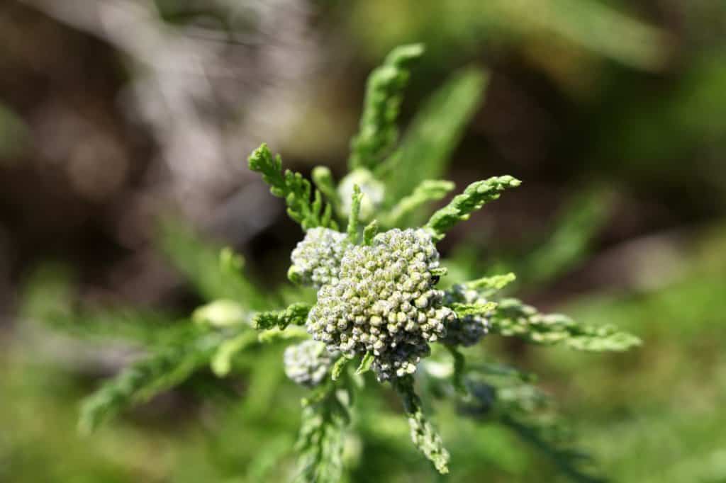 yarrow flower buds not yet in full bloom