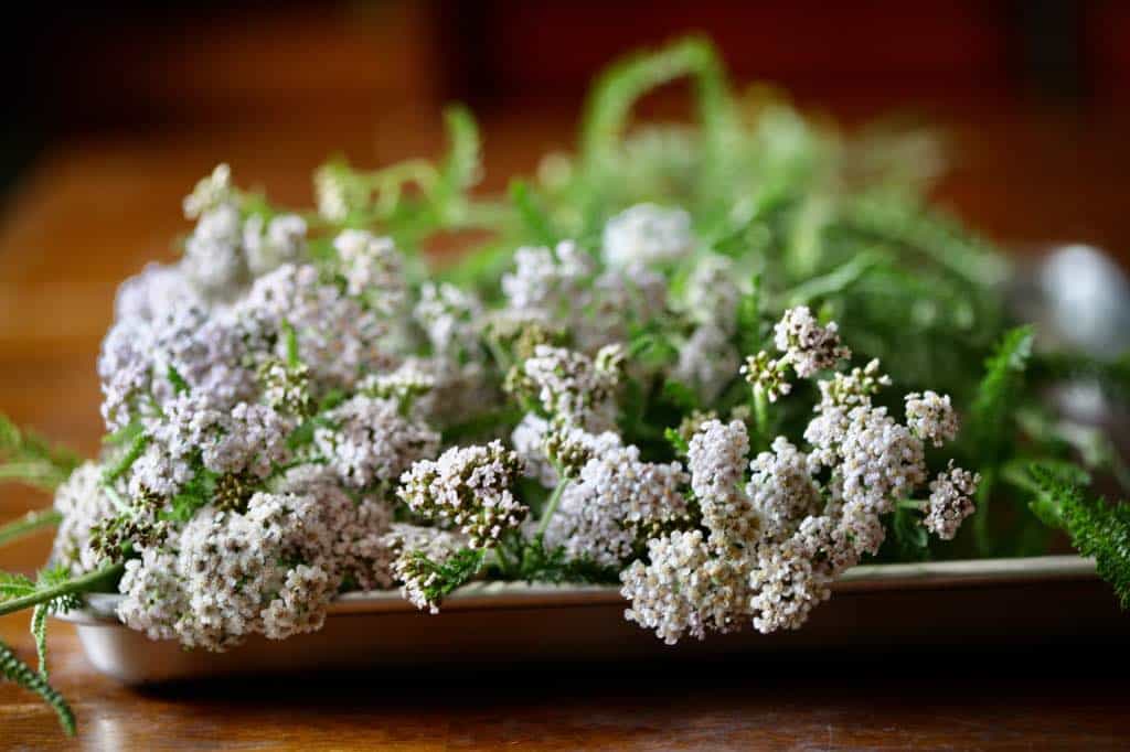 common yarrow on a metal pan