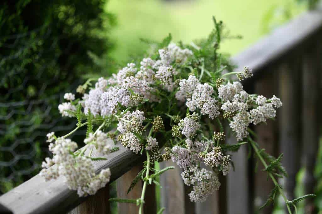 a bouquet of yarrow to dry for tea