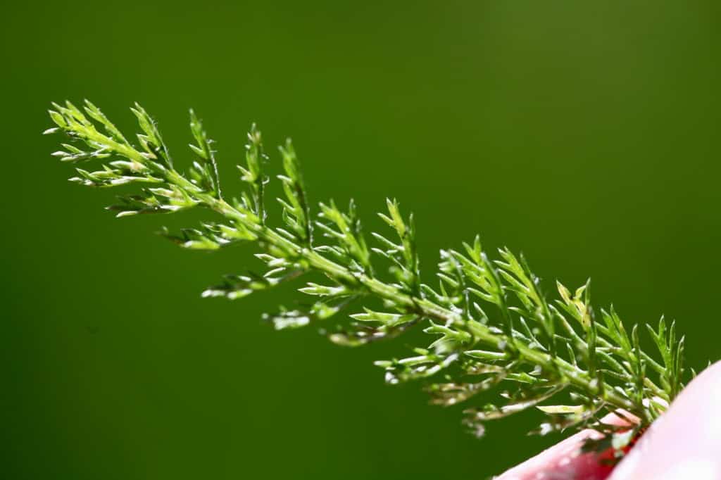 yarrow leaves are free-like and serrated