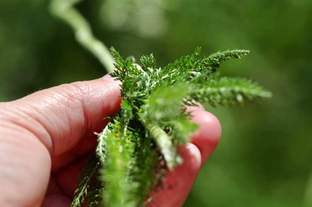 a hand removing yarrow leaves from the stem