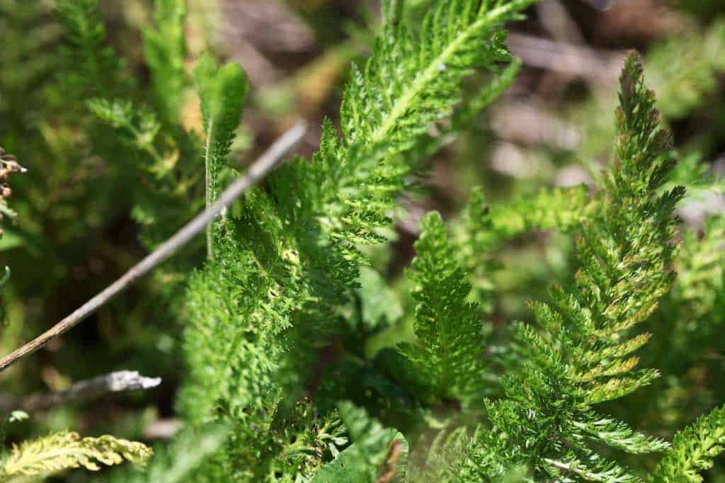 yarrow leaves emerging on the lawn