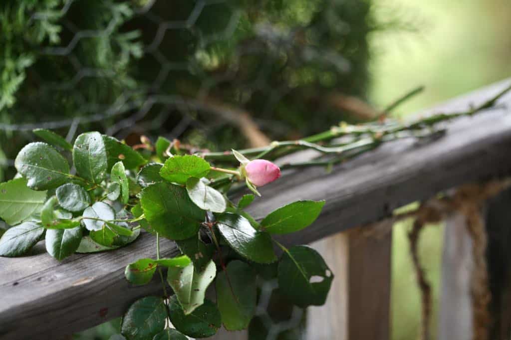 roses to be grown from cuttings, on a wooden railing
