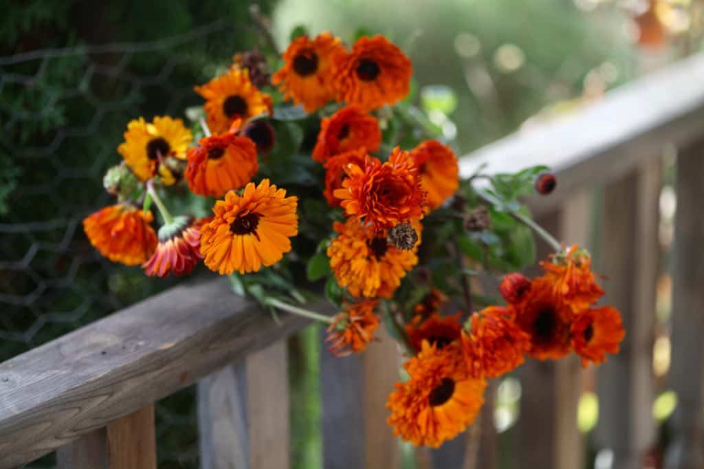 a calendula bouquet of orange flowers on a wooden railing