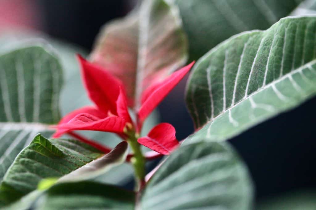 a poinsettia saved from last holiday season, beginning to bloom again