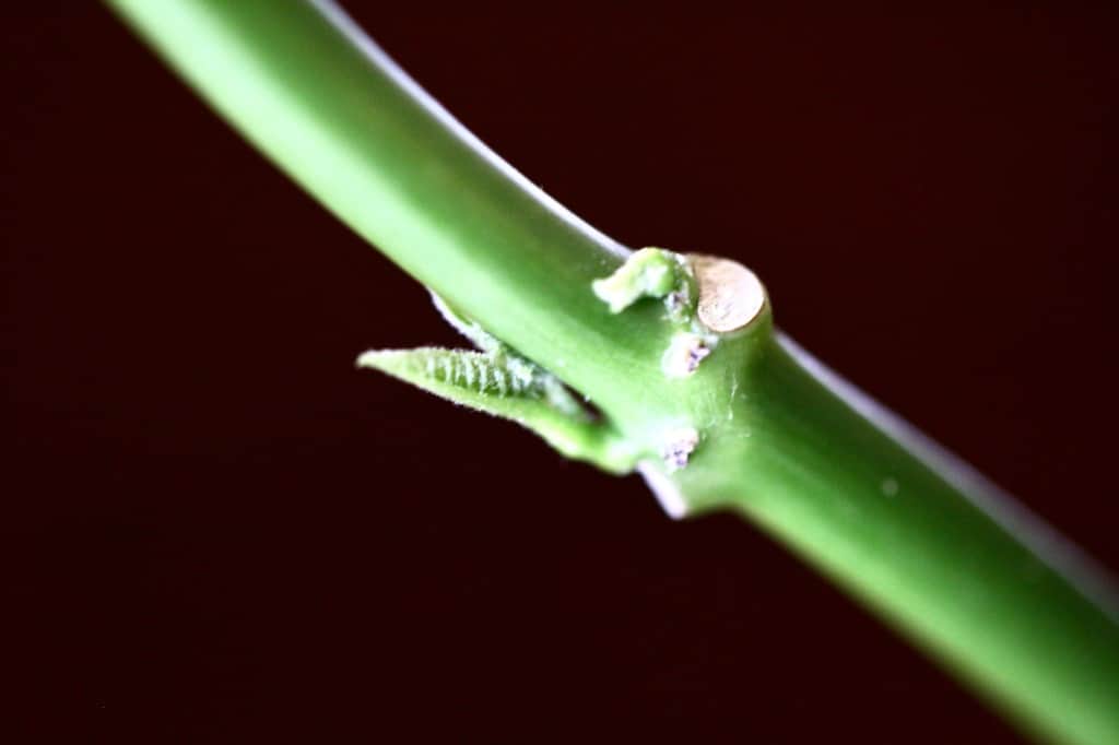 a poinsettia stem showing regrowth and several new sprouts, showing how to save a poinsettia plant