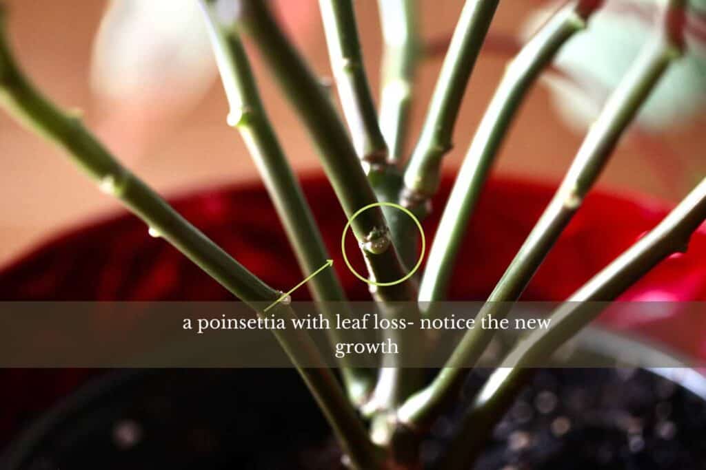 poinsettia stems with leaf loss andnew growth