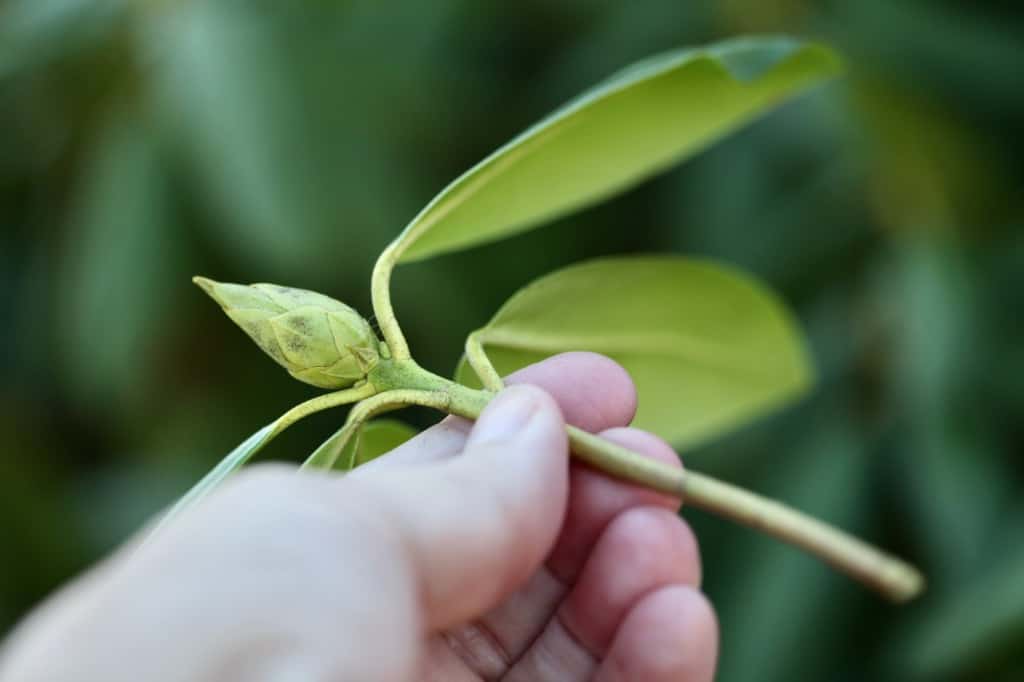 a hand holding a rhododendron cutting with a flower bud