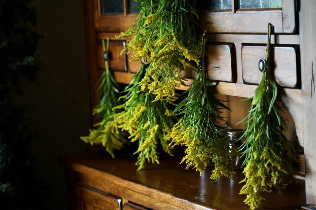 air drying goldenrod by hanging to dry