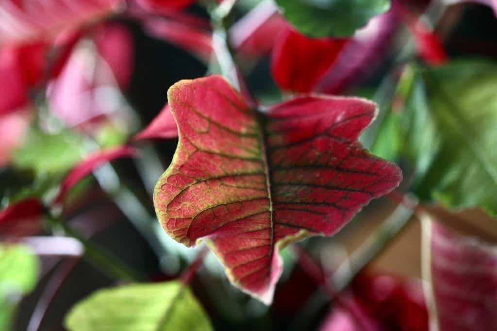 a variegated poinsettia leaf