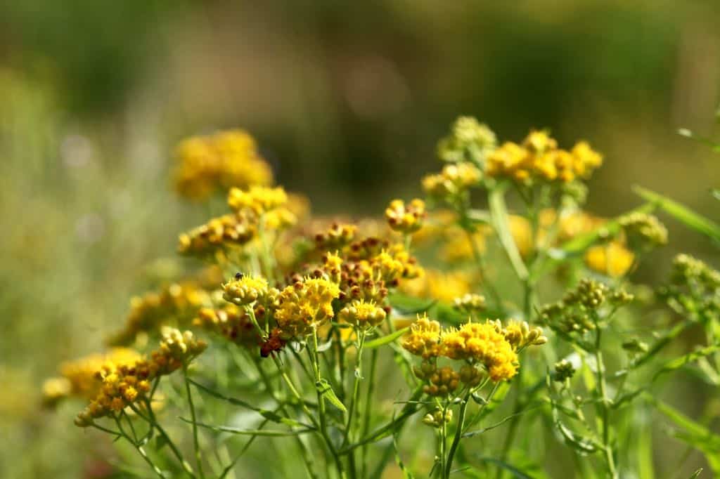 spent goldenrod blooms with brown coloured flowers