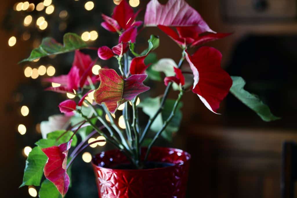 a red poinsettia plant with leaf loss, showing how to save a poinsettia plant