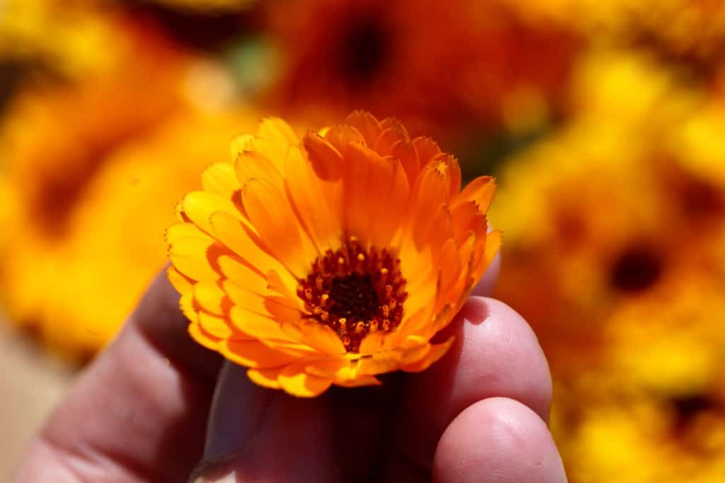 a hand holding an orange calendula flower