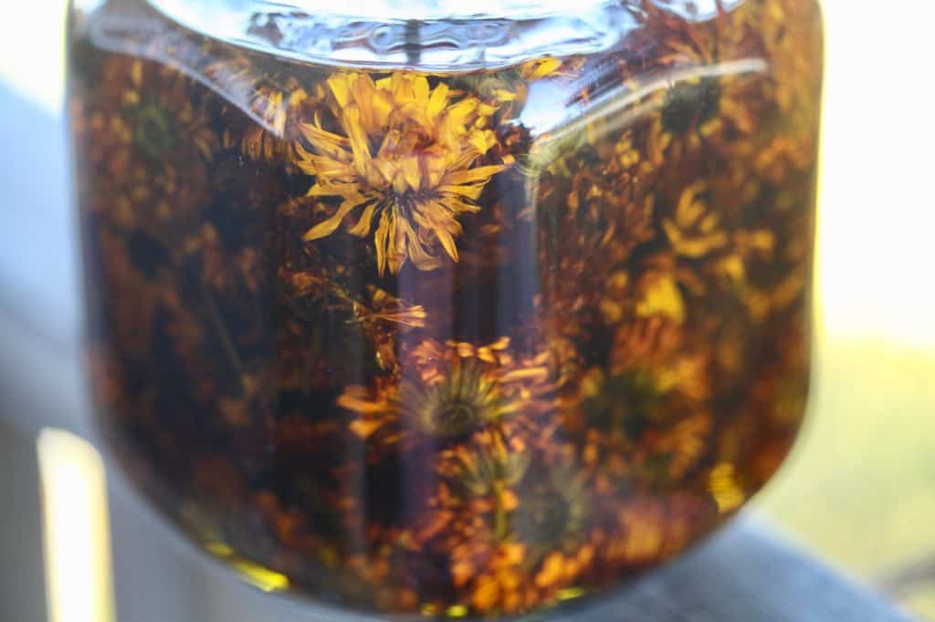 calendula flowers soaking in olive oil
